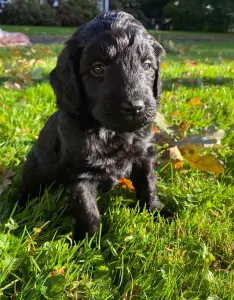 Labradoodle te koop verkopen Ambt Delden Nederland - 5775