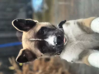 Lieve Amerikaanse akita van 12 weken oud. - afbeelding 4