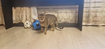 Bengaalse kat - afbeelding 3