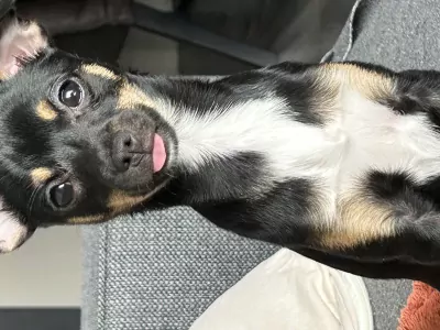 Hond verkopen chihuahua /dwergpincher - afbeelding 4