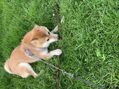 Prachtige en lieve hond, kruising shiba en keeshond te koop - afbeelding 3