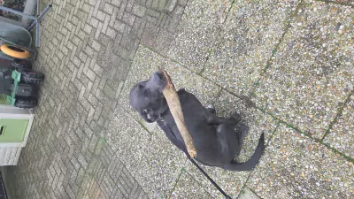 Onze mack zoekt een gouden mandje - afbeelding 6