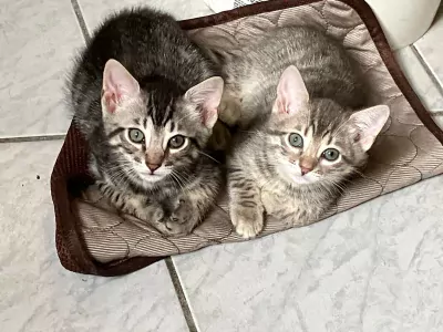 Bengaalse Kat te koop verkopen Sint-Oedenrode Nederland - 4733