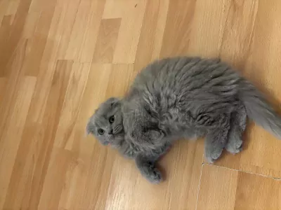 Lichtgrijze Britse langhaar scottish fold - afbeelding 6