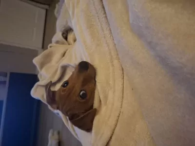 Lieve Jack Russell puppy van 4 maand. - afbeelding 3