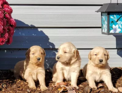 Golden Retriever Pups - Zorgvuldig gefokt met Stamboom. - afbeelding 4