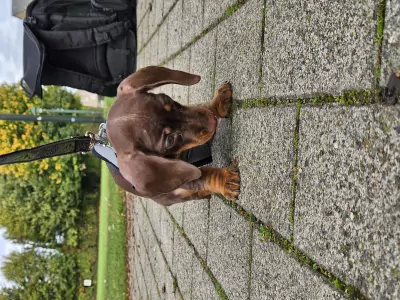 Dwergdashond te koop verkopen ICHTEGEM Belgie - 4993