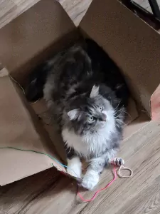 2 Maine Coon katten (broer & zus) – super lief + attributen - afbeelding 6