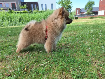 Beautiful Pomeranian puppies - afbeelding 6