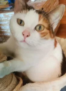 Geen Raskat te koop verkopen Hellevoetsluis Nederland - 5104