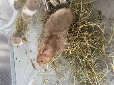 Mooie Syrische hamsters - afbeelding 6