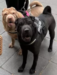 7 Jaar Ginger - Teefje Shar-pei - afbeelding 2