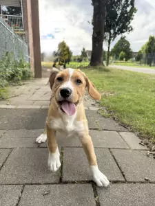 American Staffordshire Terriër te koop verkopen Zaandam Nederland - 5759