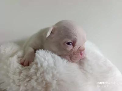 Franse Bulldog te koop verkopen Roksem Belgie - 5288