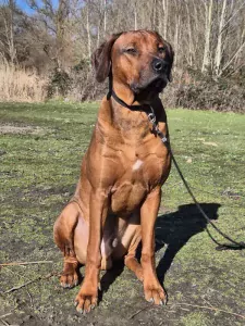 Nieuw thuis voor onze mooie Rody - afbeelding 3