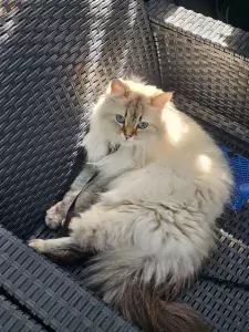Ragdoll te koop verkopen Rottevalle Nederland - 5766