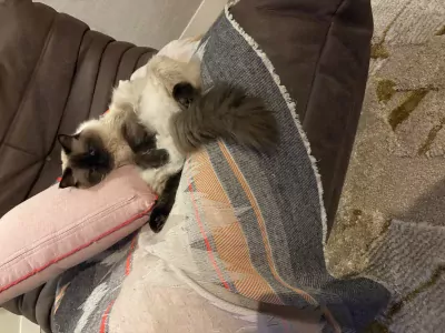 Ragdoll poes (3jaar) zoekt nieuw thuis - afbeelding 5