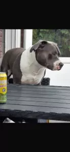 Amerikaanse Stafford Pup - afbeelding 6