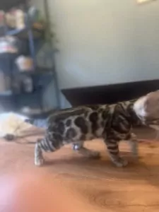 Bengaalse Kat te koop verkopen Zevenhuizen Nederland - 5501