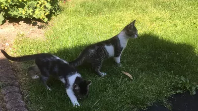 Europese Korthaar te koop verkopen Krommenie Nederland - 5108