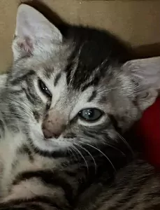 Twee lieve Bengaalse kittens - afbeelding 3