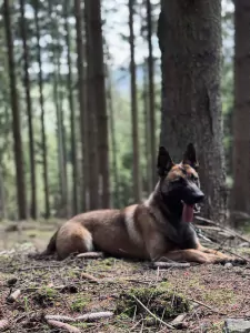 Mechelse Herder Nala - afbeelding 6