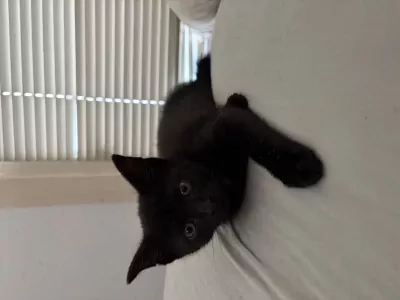 Kitten zoekt huisje! - afbeelding 3