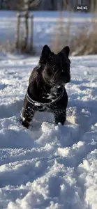 Fluffy franse buldog 2 jaar - afbeelding 6