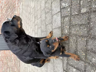 Rotweiler pup te koop - afbeelding 2