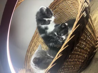 Prachtige kitten zoekt vanaf begin Sept een thuis - afbeelding 4