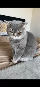 Teddy🥰 - afbeelding 4