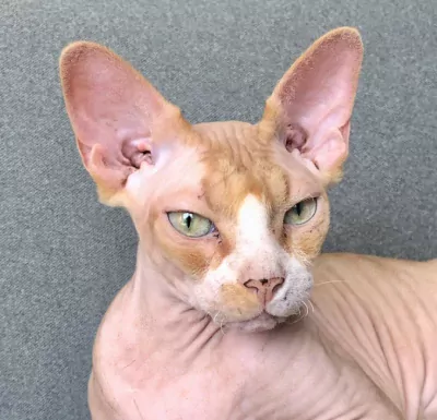 Twee aanhankelijke Sphynx katten zoeken een blijvend thuis - afbeelding 2