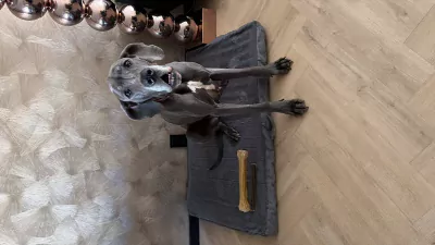 Duitse Dog te koop verkopen Doetinchem Nederland - 5725