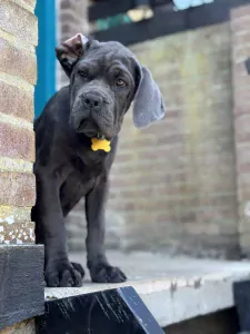 Cane Corso puppy's van 2 maanden oud te koop - afbeelding 5