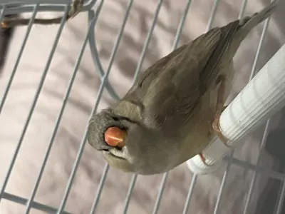 Zebravink Poppetjes - afbeelding 4