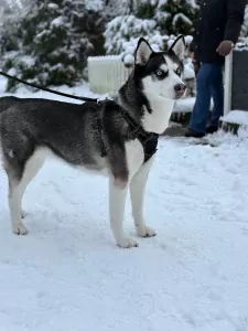 Husky zoekt een nieuwe plek. - afbeelding 4