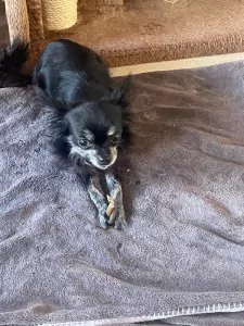 2 chihuahua hondjes moeder en dochter - afbeelding 3