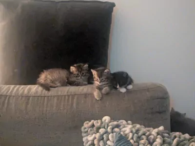 Super lieve langharige kitten - Cyborg - afbeelding 3