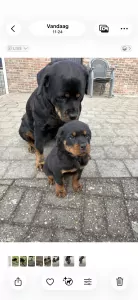 Rottweiler te koop verkopen Mol Belgie - 5210