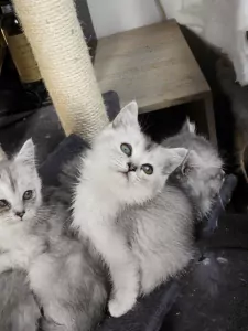 Ragdoll mix Perzische kittens - afbeelding 6