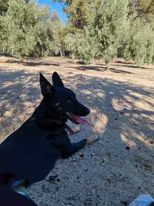 Nieuwe thuis gezocht voor Bo - afbeelding 5