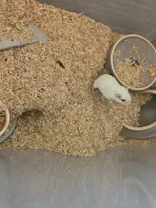 Gerbils + bak te koop - afbeelding 5