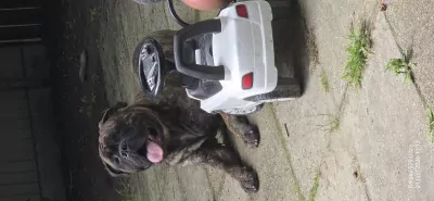 Bull mastiff buddy - afbeelding 3