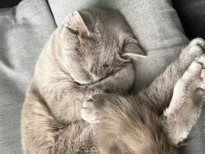 Britse Korthaar Coco zoekt een liefdevol nieuw thuis 🐾 - afbeelding 5