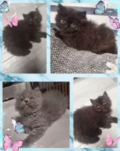 Brits langhaar kitten - afbeelding 3