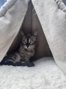 Bengaalse Kat te koop verkopen Den Haag Nederland - 5293