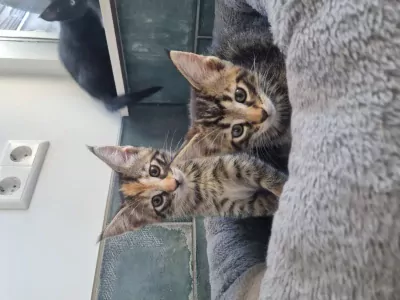 Maine Coon te koop verkopen Westbeemster Nederland - 5678