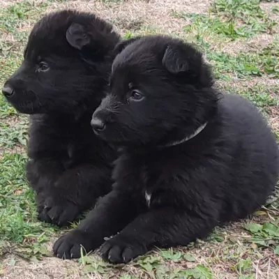 Prachtige zwarte Duitse Herder pups - afbeelding 4