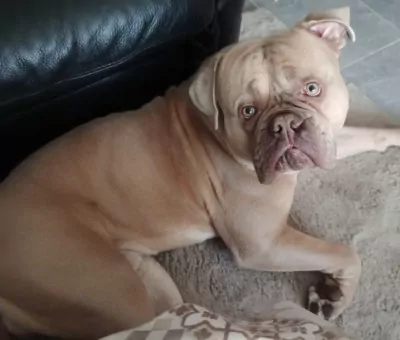 American bully - afbeelding 4