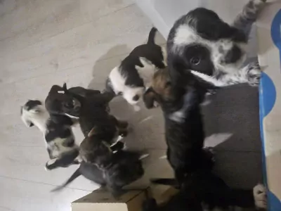 Onbekend te koop verkopen   - 5036